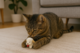 Multipet Lamb Chop Cat Toy