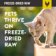 Kiwi Kitchens Chicken Freeze Dried Cat Food