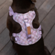 Pointer & Hound Signature Dog Harness