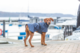 Trixie BE NORDIC Dog Raincoat