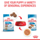 Royal Canin Medium Puppy Wet Food