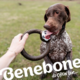 Benebone Blueberry Ring  Dog Chew Toy