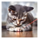 Petsport Laser Chase II Cat Toy