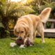 Coco & Cooper Lionel The Lion Dog Plush Toy