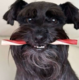 Mak's Patch Mixed Fruit Straws Dog Treats