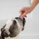 The NZ Natural Pet Food Co Woof Beef Tongue 'n' Cheek Dog Treats