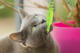 GiGwi Roll Tail Mouse Catnip Cat Toy 