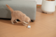 Cheerble Wicked Mouse Neo Smart Cat Toy