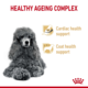 Royal Canin Poodle Adult 8+  Senior Dry Dog Food