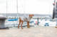 Trixie BE NORDIC Dog Raincoat