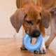 KONG Puppy Tires Dog Toy