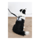M-PETS Dog Lead Shock Absorber Extension