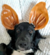 Mak's Patch Pig Ear Dog Treats
