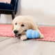 KONG Ziggies Enhanced Puppy Dog Treat