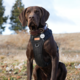 Pointer & Hound Signature Dog Harness