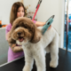 Wahl KM Inspire Professional Corded Cat and Dog Clipper