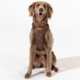 Pointer & Hound Signature Dog Harness
