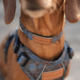 Pointer & Hound Signature Dog Collar
