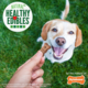 Nylabone Healthy Edibles Biscuits Salmon Dog Treats