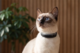 Tractive Cat 6 Mini GPS Tracker