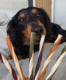 Mak's Patch Mixed Fruit Straws Dog Treats