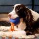 Cheerble  Wicked Ball Rolly Smart Dog Toy