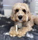 Mak's Patch Mixed Vegetable Twisted Stick Dog Treats