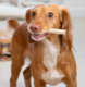 Mak's Patch Mixed Vegetable Twisted Stick Dog Treats