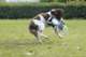 M-PETS Chewtopia Sheep Dog Toy