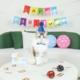 M-PETS Party Time Gentleman Birthday Party Pack For Cats
