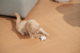 Cheerble Wicked Mouse Neo Smart Cat Toy