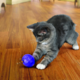 KONG Treat Dispensing Ball Cat Toy