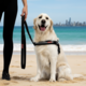 EzyDog Soft Trainer Dog Standard