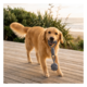 M-PETS Coto Natural Cotton Rope Tug Dog Toy