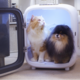 Aclium Pet Dryer 