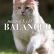Burt's Bees Hypoallergenic Cat Shampoo