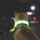 M-PETS Flash Rechargeable LED Light Dog Collar