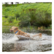 Rogz Amphibian Classic Dog Collar