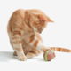 Cheerble Wicked Snail Smart Cat Toy