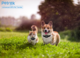 Petrek GPS-4 MAX Pet Tracker