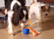 Cheerble  Wicked Ball Rolly Smart Dog Toy
