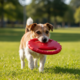 Pup & Purr Flying Disc Tough Dog Toy