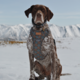 Pointer & Hound Signature Dog Harness