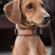 Pointer & Hound Signature Dog Collar