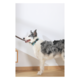 M-PETS Gentle Dog Collar