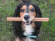 Mak's Patch Mixed Fruit Star Sticks Dog Treats