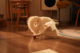 Cheerble M3 Mini Smart Cat Toy 
