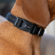 Pointer & Hound Signature Dog Collar