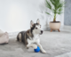 Cheerble Wicked Ball Air Smart Dog Toy