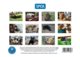 SPCA 2027 Charity Calendar